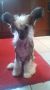 Queshian Norty Naked Angel at Elffalons Chinese Crested