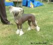 Angelcrest Misty Go Go girl Chinese Crested