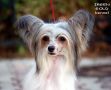 Irgen Gold Untsiya Chinese Crested