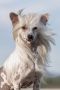 Little Dog Of Dream Update Chinese Crested