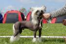 Nomilas Class Of His Own Chinese Crested