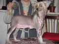 Evidans Sikses Chinese Crested