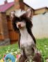 Ovatii Rocky Chinese Crested