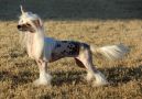 Miniatyura Club Lucia Coz Amore Chinese Crested