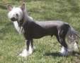 Xodix Angel Flying With Blue Sword Chinese Crested