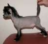 King Kong de GabriTho Chinese Crested