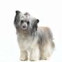 Sunstreaker Queen of The Prairie Chinese Crested
