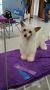 Lacshen's Lady Godiva Chinese Crested