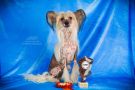 Zorro Almires Chinese Crested