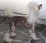 Cipracrest's  Angel In White Chinese Crested