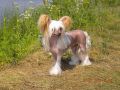 Legion Of Dream Venice for Love Chinese Crested