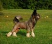 Golden Diamond Cresteds Walante Chinese Crested