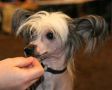 Miss-Diggy Chinese Crested