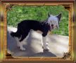 Outlaw's Wild West Show Chinese Crested
