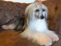 Ta Mandchou's Nocturne Rapsody Chinese Crested