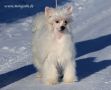 Enya Mongoshi Chinese Crested