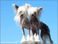 Qu-ya-va's Luzze Lord Chinese Crested