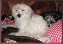 Arian Roleda Chinese Crested