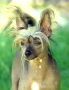 Arwen Chinese Crested