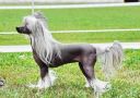 Ellis Lis Heyderri Lendri Rod Chinese Crested