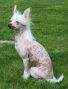 Madness Celine Dion Chinese Crested
