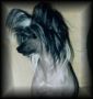 Gingery's Ready Willing N Able Chinese Crested