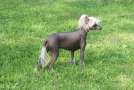 Shadowgame's Merry Go Round  Chinese Crested