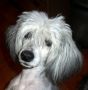 Kedveshazi Tommy Chinese Crested