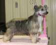 Yorkhouse Rockford files Chinese Crested