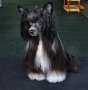 Kidsolarus Black Pearl Dreams Are Real Chinese Crested