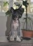 Nashira Little Champs Chinese Crested