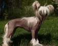 Alanis Divok tymin Chinese Crested