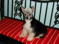 Gemstone's Deadly Nightshade Chinese Crested