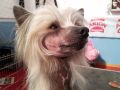 Made In Debandedogge Chinese Crested