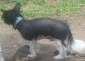 Indian Trike Chinese Crested