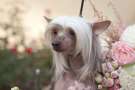 Dogland Happy Charlize Theron Chinese Crested