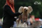 Valanyan Storming Sun Chinese Crested