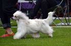 Amelion's Tropic Thunder Chinese Crested