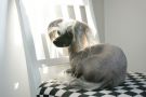 Lillefots Hermione Granger Chinese Crested