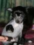 A... Chinese Crested