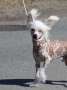 Selfcresteem's Original Harlem Shake Chinese Crested