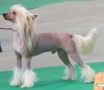 Creekside's Irreplaceable Chinese Crested