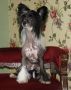 Tri-Cas J' Adore Khalida Chinese Crested