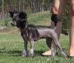 Valanyan Soothing Kiss Chinese Crested
