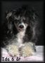 Sun-Hee's I'm Loved Chinese Crested