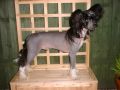 Habiba Shine For Us At Sophijace Chinese Crested