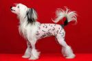 Victorious A Serious Practical Hero Chinese Crested