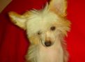 Intriga Love Bonus Westtai Chinese Crested