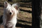 Beauty Star Sulimer Chinese Crested