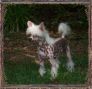 Woodcrest Sugar N Spice Chinese Crested